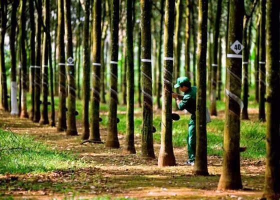 hoang-cong-hung-02-cong-nhan-va-rung-cay-560x400.jpg