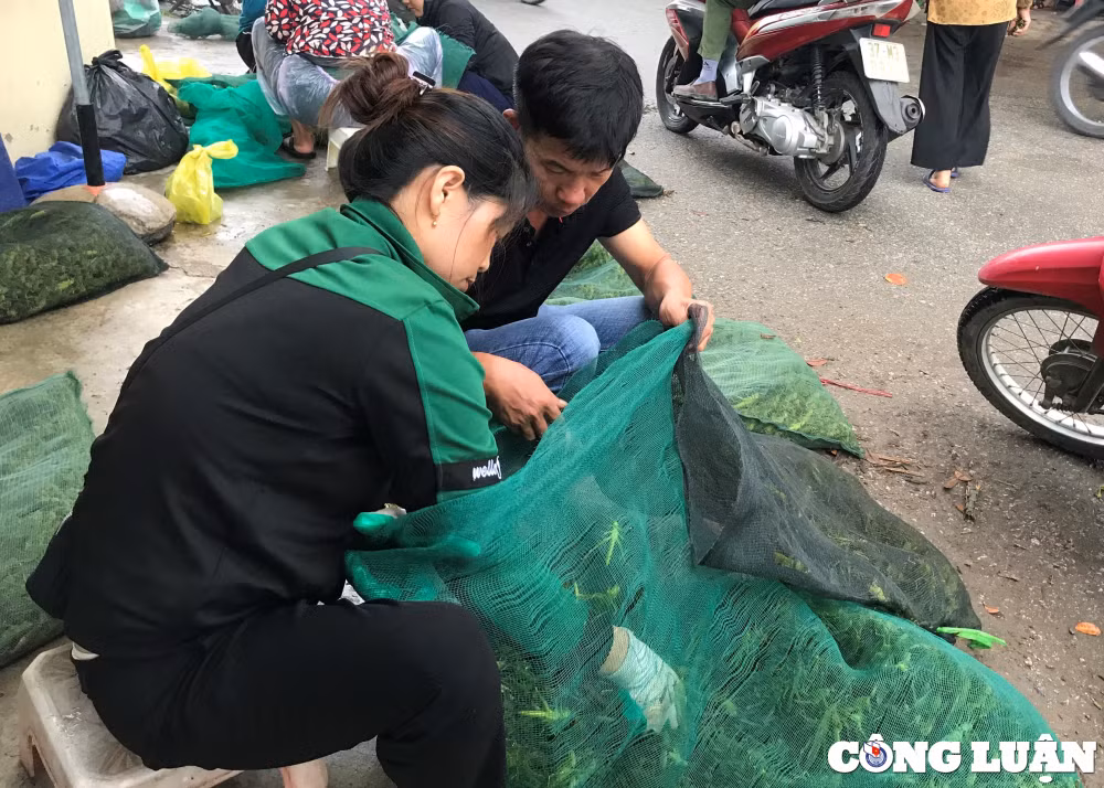 doc dao cho tom bay o xu nghe hinh 3