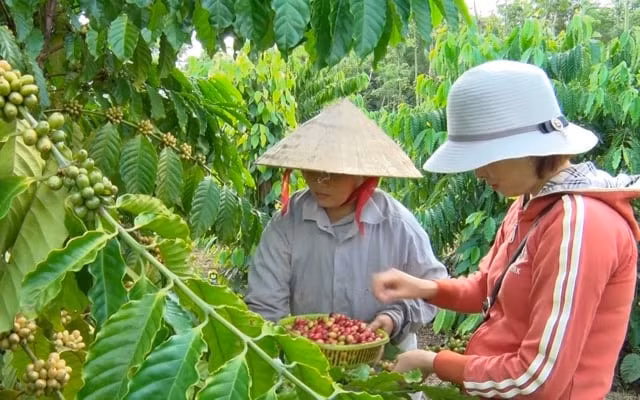 Giá nông sản hôm nay 30/8: Giá cà phê lao dốc, hồ tiêu vươn đỉnh mới