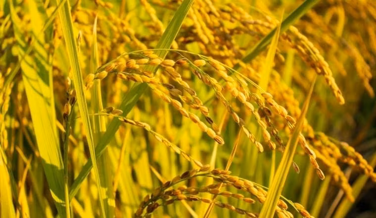 Giá lúa gạo hôm nay ổn định phiên đầu tuần