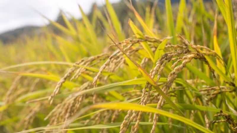 Giá lúa gạo hôm nay 23/8: Thị trường ĐBSCL ổn định, lúa tươi chững giá