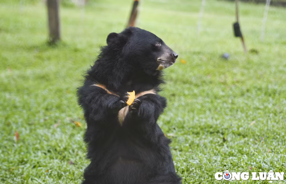 ngoi sao viet nam va quoc te tham gia chien dich bao ve gau hinh 10