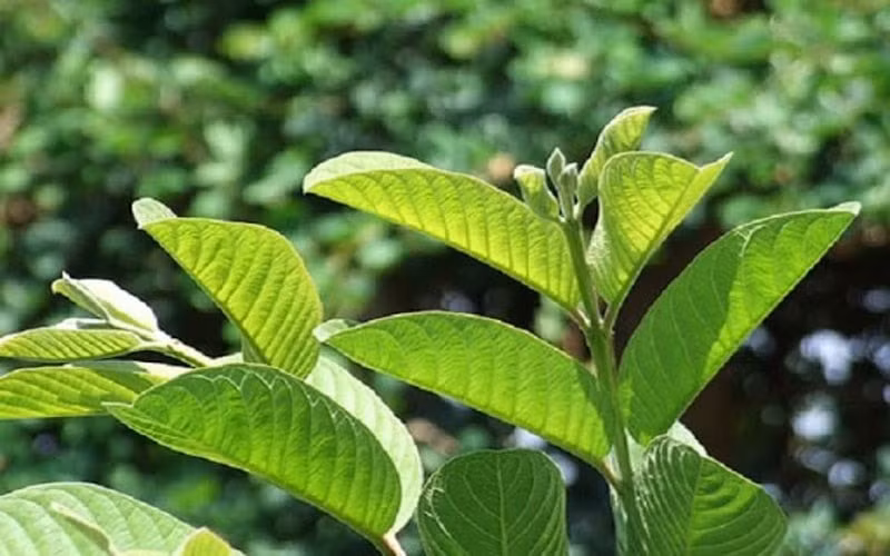 4 cach chua ham cho tre bang cac loai la cay thao duoc hinh 4