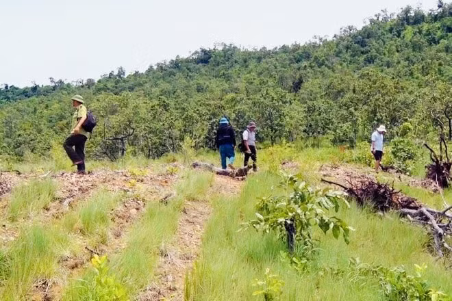 gia lai khoi to vu an tan pha hon 4 ha rung phong ho hinh 2