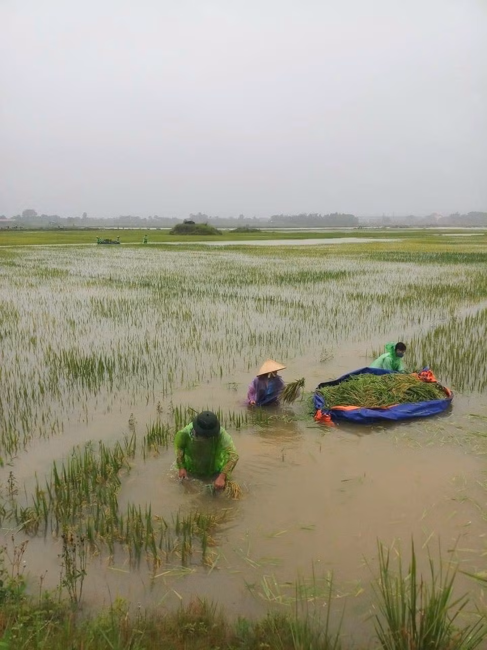ha noi bao dong lu tren song tich hinh 1