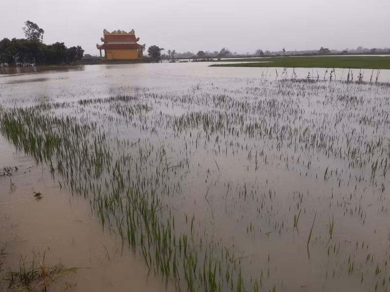 xuat cap gan 25 nghin tan hat giong ho tro thua thien hue va quang tri khac phuc hau qua thien tai hinh 1