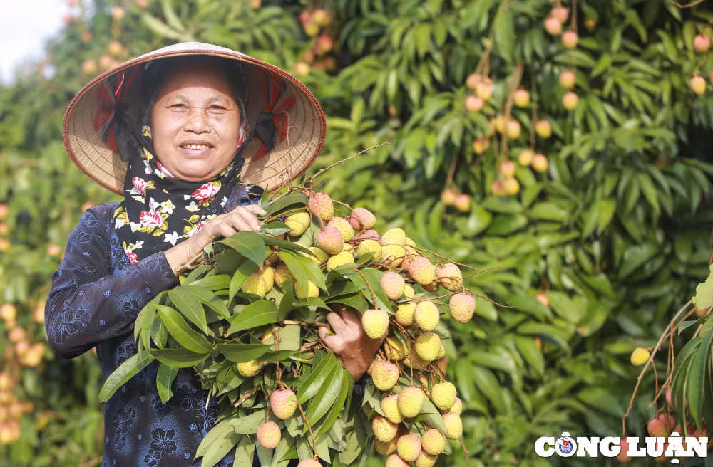 hai duong nguoi dan huyen thanh ha phan khoi thu hoach vai khi duoc gia cao hinh 7