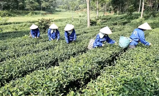 doi song dong bao dtts o phu tho ngay cang khoi sac nho chinh sach dan toc hinh 1