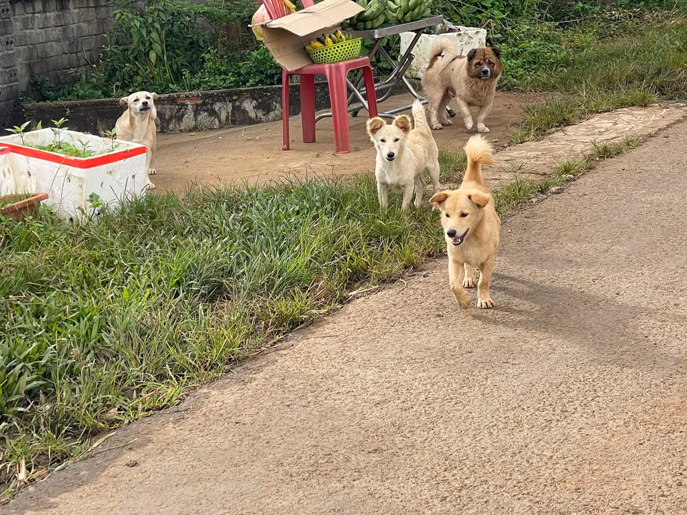 gia lai 11 nguoi trong mot gia dinh bi cho can chau be 4 tuoi tu vong do benh dai hinh 1
