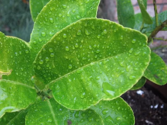 nhung cong dung chua benh tuyet voi cua la chanh hinh 1