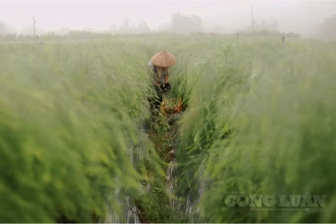 Dụng cụ thu hoạch măng tây rất đơn giản, chỉ gồm một chiếc kìm cắt và một cái rá lớn.