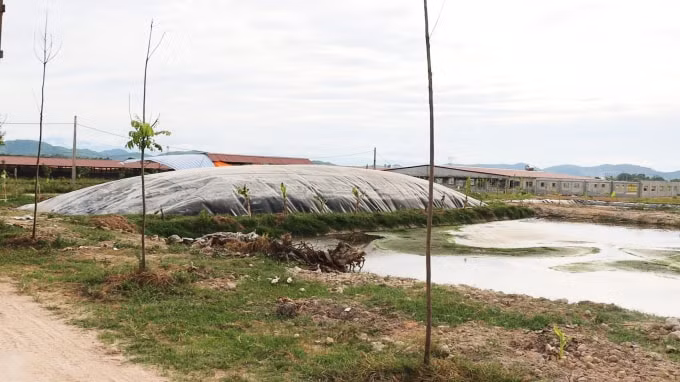 Công ty TNHH Khánh Giang đã vi phạm 7 lỗi, trong đó có hành vi xả thẳng chất thải, nước thải ra môi trường tự nhiên là vi phạm nghiêm trọng.