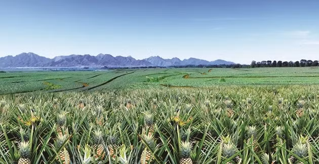 Trang trại dứa rộng 26.000 ha ở Bukidnon của Del Monte Philippines.