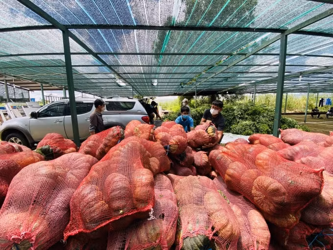 Rau củ quả được nhóm thiện nguyện Nhà báo và Doanh nhân vận chuyển từ nhiều tỉnh thành về cứu trợ bà con Sài Gòn đang oằn mình chống dịch Covid-19.