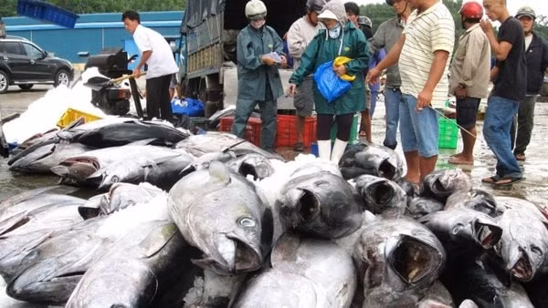 Thẻ vàng IUU của EC đã khiến cho xuất khẩu thủy sản của Việt Nam sang thị trường này sụt giảm liên tục từ năm 2017 đến nay. Ảnh minh họa