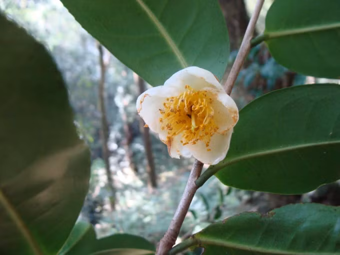 Hoa chè cổ Fansipan.