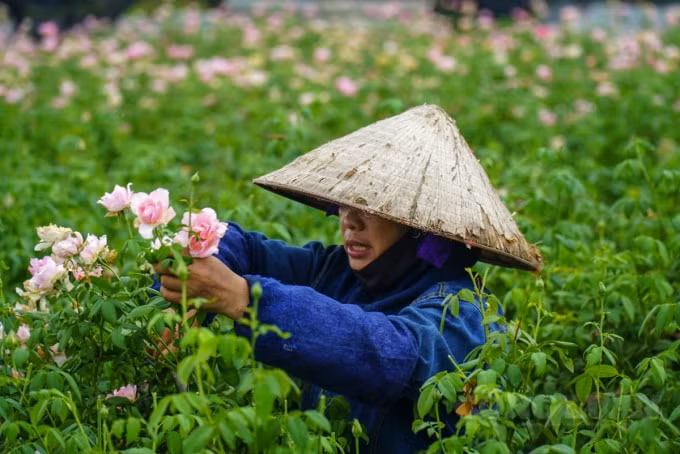 Nhiều người dân trồng hoa cho hay, so với những năm không có dịch bệnh, tháng 7 âm lịch là thời điểm hoa sẽ bán rất chạy vì rất nhiều khách mua hoa phục vụ nhu cầu lễ, chùa.