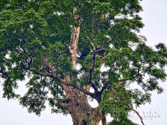 Mặc dù từng bị cưa sâu vào thân, nhưng sự sống của cây vẫn bền bỉ và xanh tốt