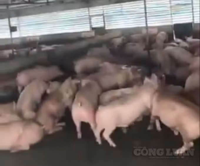 Nếu trước ngày 16/8, Công ty Khánh Giang không được người dân đồng tình thì phải di dời tất cả 1.646 con lợn đi vị trị khác, trước ngày 20/8/2021.