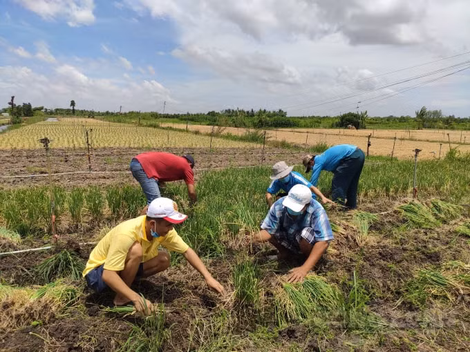 Đạt giúp một mạnh thường quân thu hoạch để đem cho người nghèo