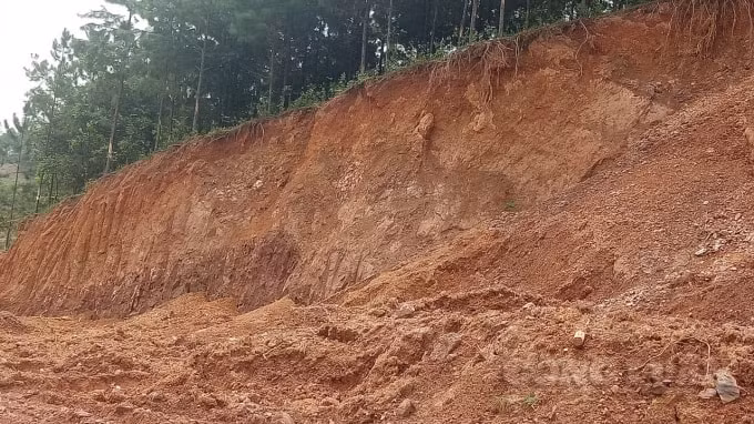 Một điểm đồi thông thuôc quản lý của Công ty Lâm nghiệp Đông Triều bị xâm lấn