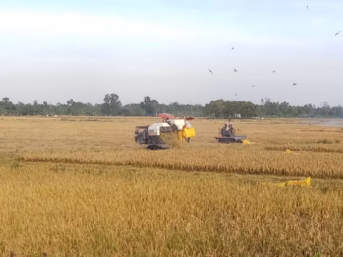 Quyết tâm tái cơ cấu đã giúp ngành nông nghiệp Hậu Giang gặt hái nhiều kết quả khả quan.