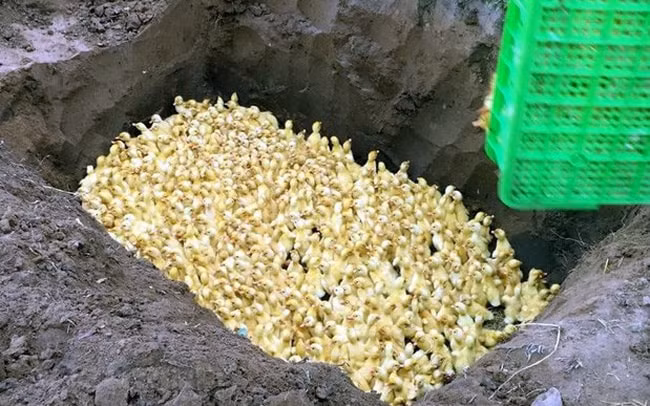 Trường hợp bắt được các lô hàng động vật, sản phẩm động vật, kể cả động vật làm giống, lực lượng chức năng phải tiêu hủy ngay. (Ảnh TL)