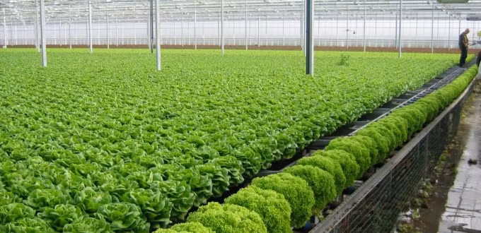 Doanh nghiệp nông nghiệp được xác định có vai trò là “trụ cột” trong việc thúc đẩy phát triển sản xuất nông nghiệp nước ta theo hướng sản xuất hàng hóa. (Ảnh minh họa)