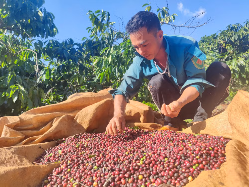 ca phe duoc mua nong dan gia lai van meo mat vi gia phan bon nhan cong tang cao hinh 2