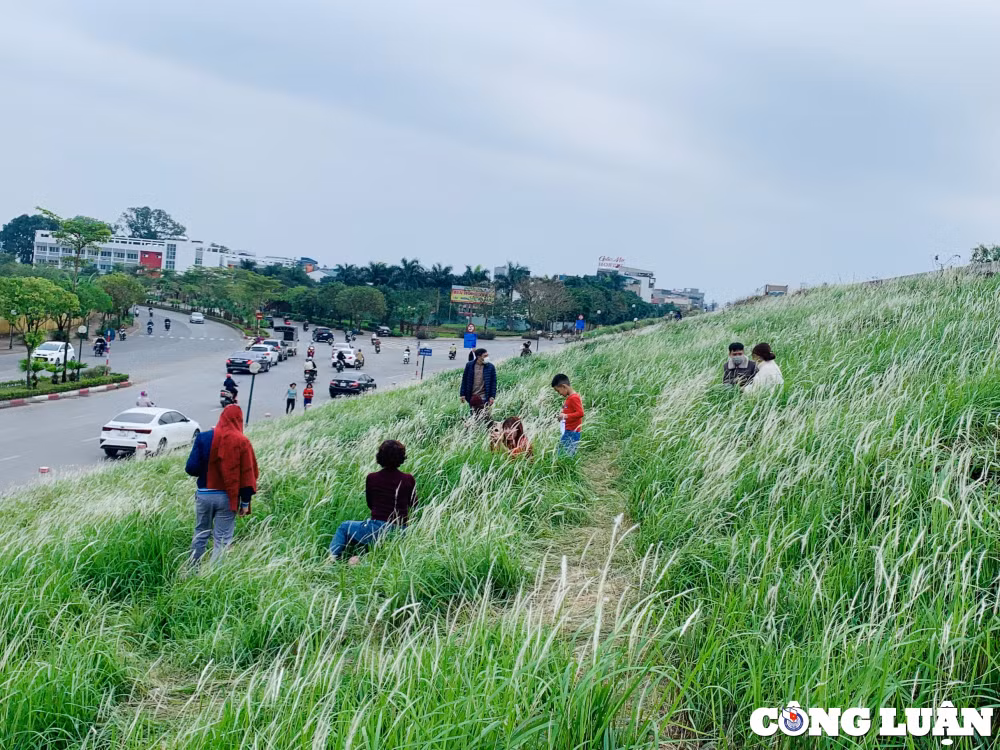 hang ngan bong co tranh dua nhau khoe sac tai trien de long bien hinh 1