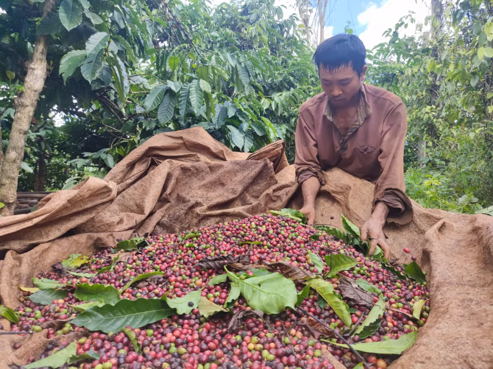 gia lai nguoc ngan hai tet hinh 3