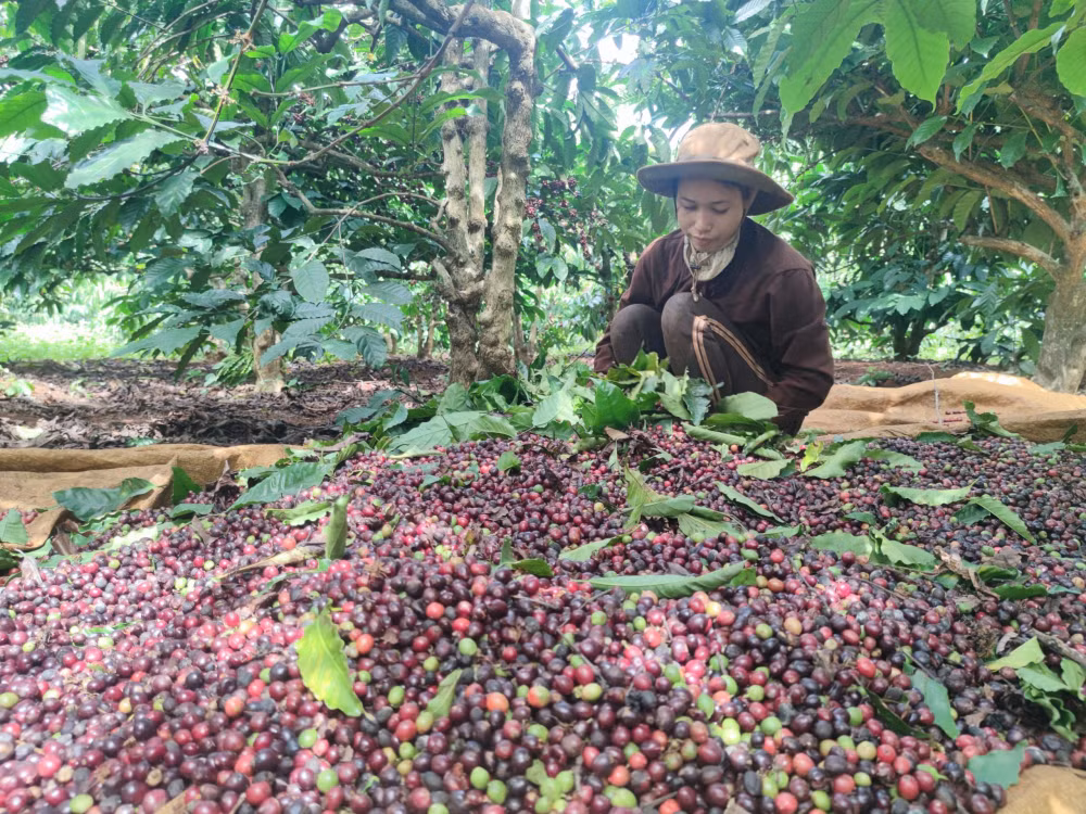 gia lai nguoc ngan hai tet hinh 2