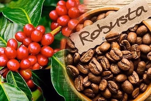 Giá cà phê robusta kỳ hạn tháng 5 đã tăng mạnh 3,11% phiên thứ 2 liên tiếp.
