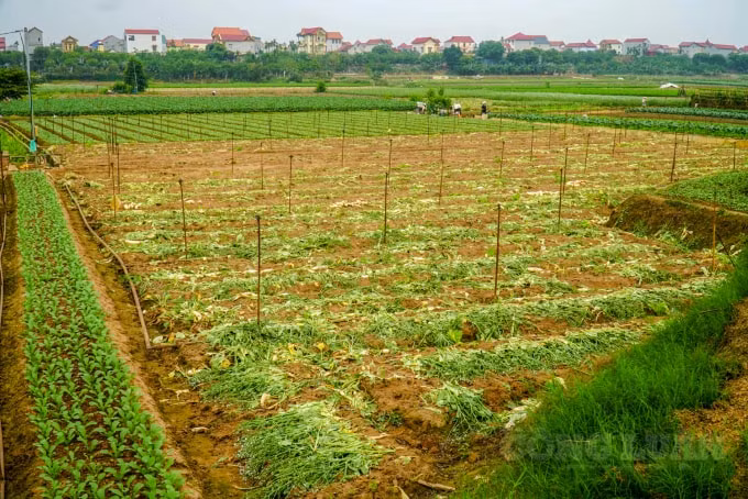 Xã Tráng Việt (huyện Mê Linh) được xem là một trong những vựa rau củ quả lớn nhất của Hà Nội. Tại đây, trung bình mỗi ngày bà con nông dân cung ứng cho thị trường khoảng 200 - 300 tấn rau củ quả các loại.