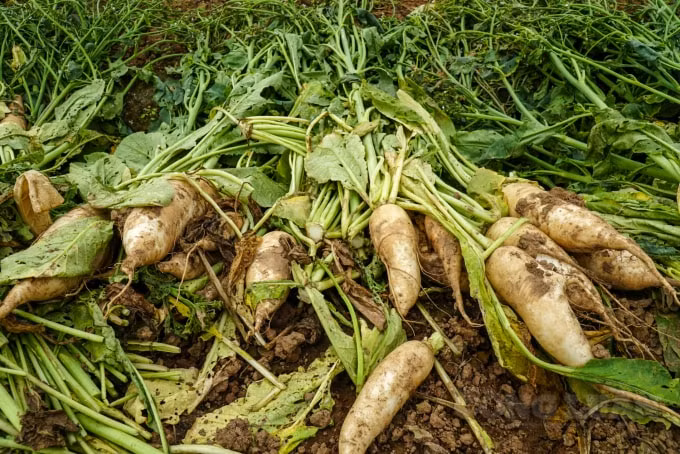 Nhiều gia đình đã nhổ hàng chục tấn củ nhưng không thể bán hoặc chế biến nên đành phải đổ ra sông Hồng. Thậm chí, một số dân nhổ củ cải lên và bỏ tại ruộng.