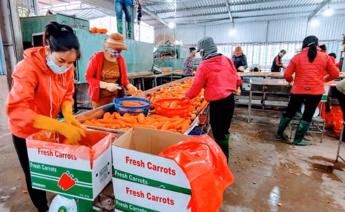 Các đơn vị thu mua cà rốt ở Hải Dương đang sơ chế trc khi đóng hộp để xuất khẩu sang thị trường Hàn Quốc. Ảnh: N.H