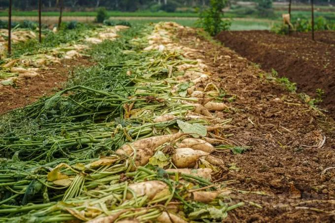 Một lượng lớn củ cải đang bị tồn đọng trên địa bàn huyện Mê Linh, TP.Hà Nội do không tìm được thị trường tiêu thụ và buộc phải bỏ lại trên ruộng đồng