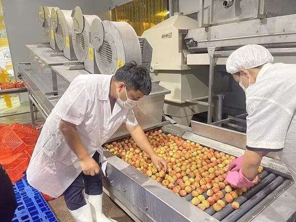 Nhật Bản là thị trường có tiêu chuẩn cao về vấn đề vệ sinh an toàn thực phẩm. Ảnh minh họa