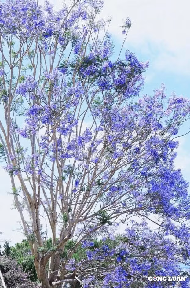 da lat thang 3 mua phuong tim nhuom mau hoai niem tren pho nui hinh 2