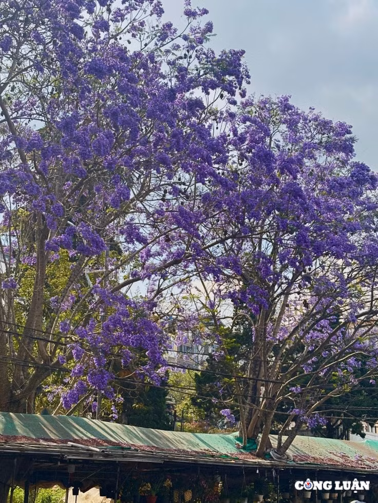 da lat thang 3 mua phuong tim nhuom mau hoai niem tren pho nui hinh 1