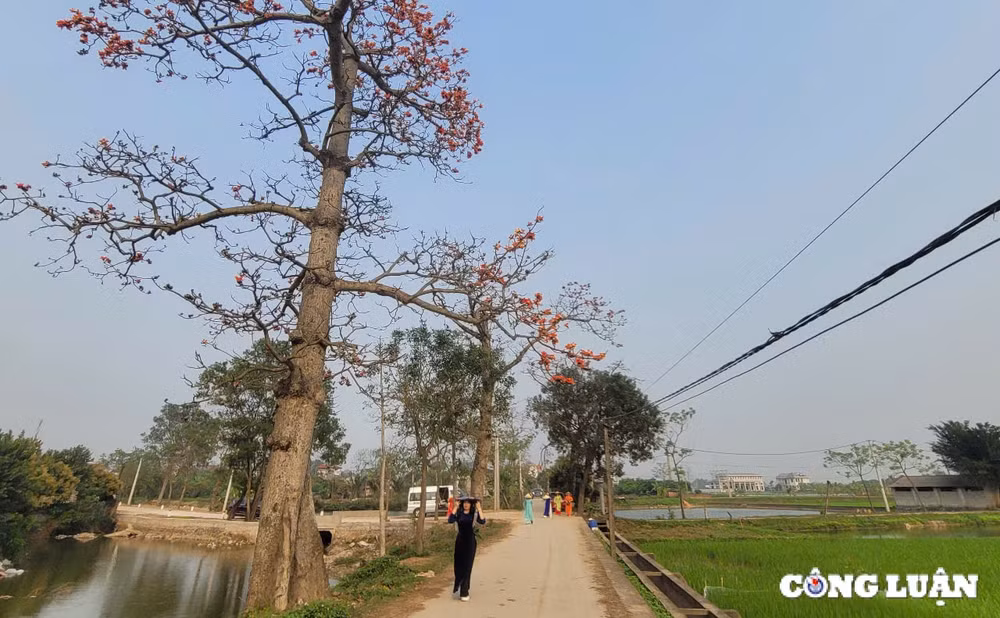 nguoi dan do xo check in tren con duong hoa gao tuyet dep ngoai thanh ha noi hinh 13