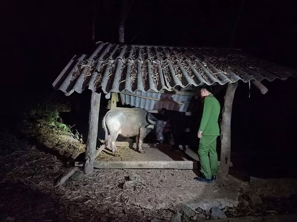 nguoi dan ong vuong lao ly vi 2 con trau hinh 2