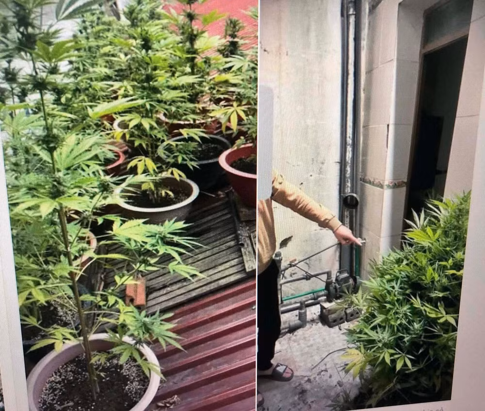 lao cai quay kin noc bep de trong trai phep 21 chau cay can sa hinh 1