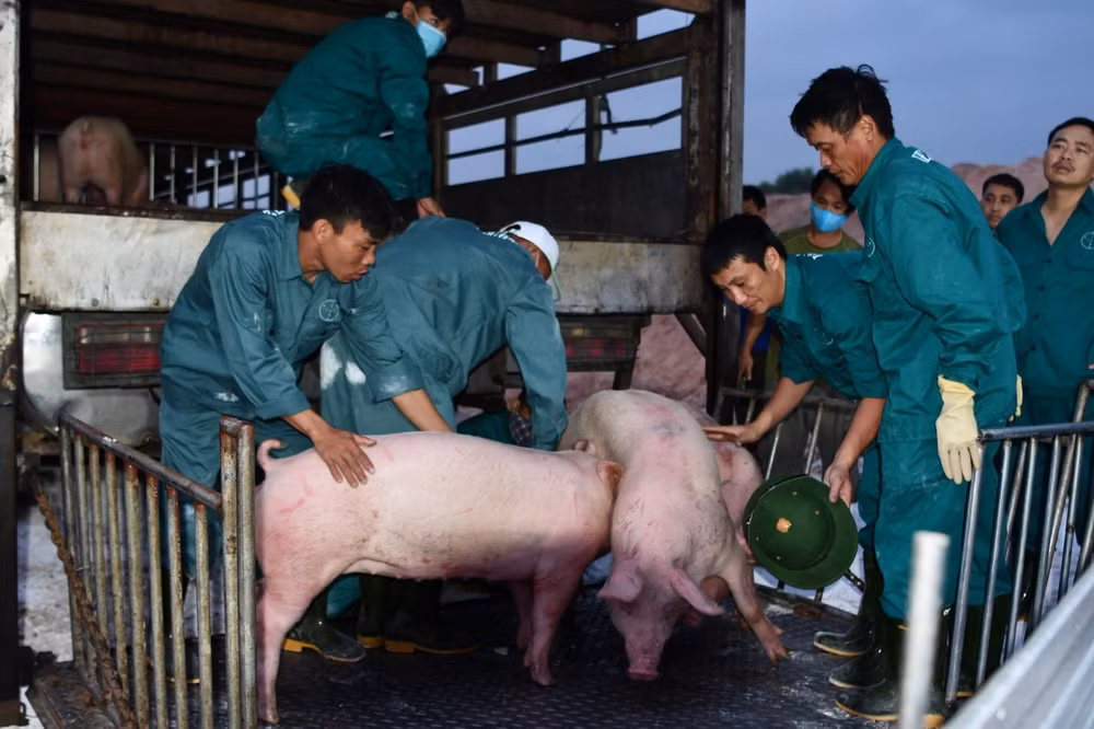 Giá heo hơi hôm nay 12-6: Doanh nghiệp đăng ký nhập hàng nghìn con lợn từ Thái Lan, giá heo hơi ra sao? - Báo An Giang Online