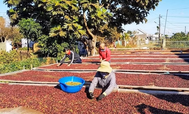 Giá nông sản hôm nay 27/5/2025: Giá cà phê và hồ tiêu đều không đổi, nhưng giá thấp thì nông dân không muốn bán
