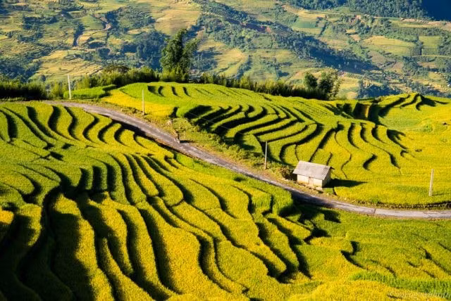 Thửa ruộng bậc thang mùa lúa chín là điểm hút khách đến với Sapa vào mỗi dịp Thu sang.