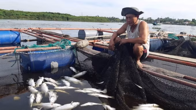 Gần 100 tấn cá nuôi lồng bè trên sông tại huyện Thạch Hà, Hà Tĩnh. Ảnh T.P