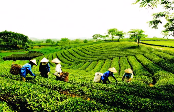 Ưu tiên bố trí nguồn lực để thực hiện chính sách khuyến khích, hỗ trợ phát triển kinh tế tập thể. (Ảnh minh họa)