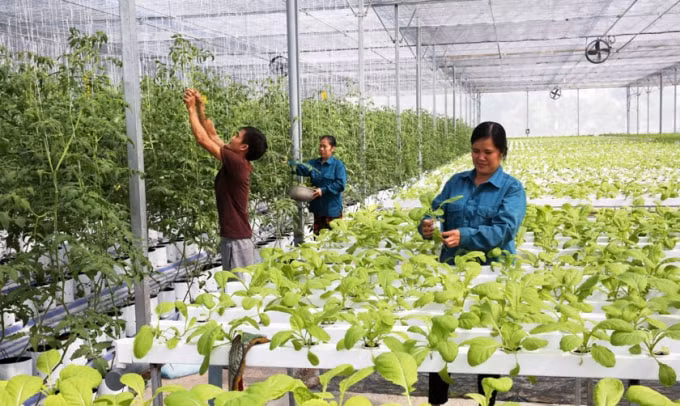 Nhiều địa phương, HTX đang trở thành loại hình phổ biến, phù hợp với điều kiện và nhu cầu thực tế tổ chức sản xuất. (Ảnh minh họa)