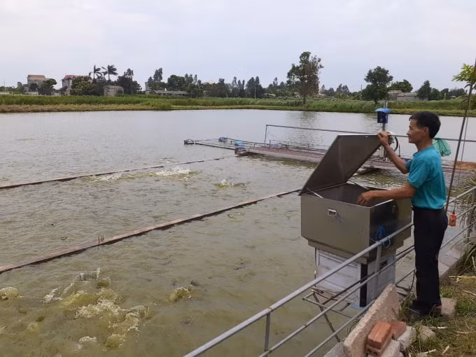 Mô hình nuôi cá lồng tại Lương Tài, Bắc Ninh.